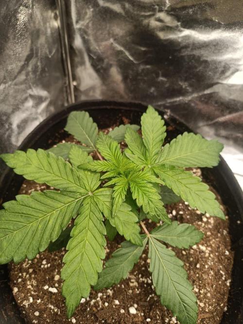 Blue Zushi. Week 3
