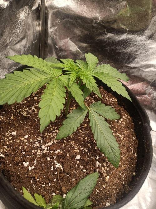 Blue Zushi. Week 3