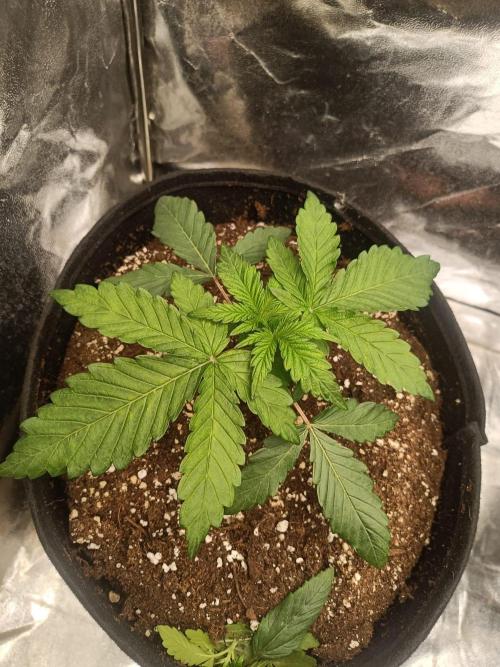 Blue Zushi. Week 3