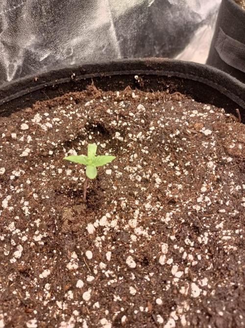 Chocolate Rainbow XXL. Week 1