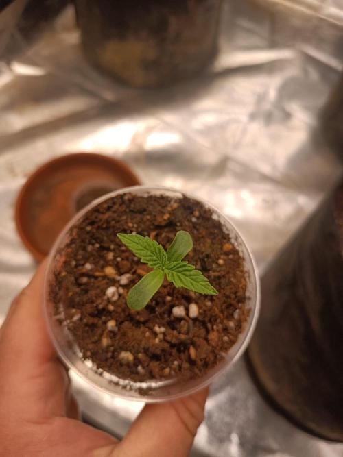 Chocolate Rainbow XXL. Week 1