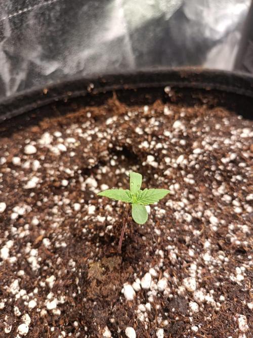 Chocolate Rainbow XXL. Week 1