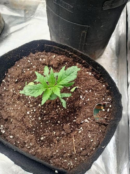 Blue Sunset Sherbert. Week 3