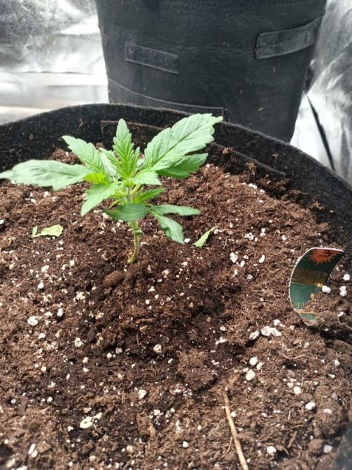 Blue Sunset Sherbert. Week 3