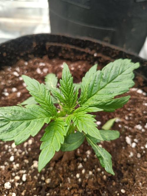 Blue Sunset Sherbert. Week 3