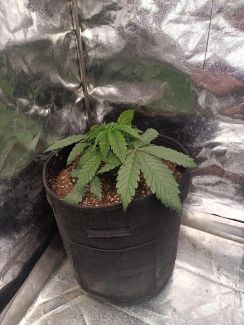 Blue Zushi. Week 4
