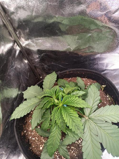 Blue Zushi. Week 4