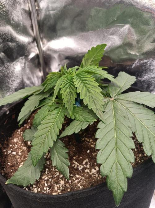 Blue Zushi. Week 4