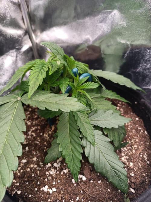 Blue Zushi. Week 4