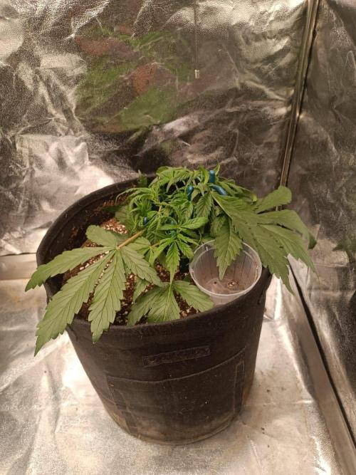 White Truffle. Week 4
