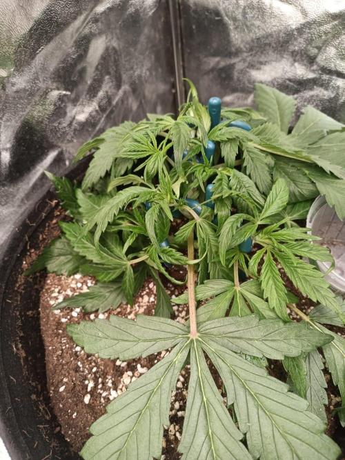 White Truffle. Week 4