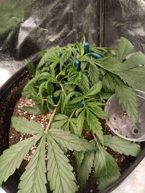 White Truffle. Week 4