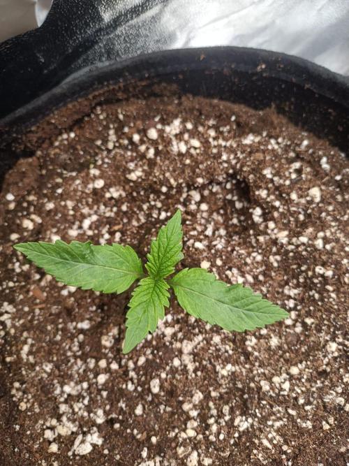 Chocolate Rainbow XXL. Week 2