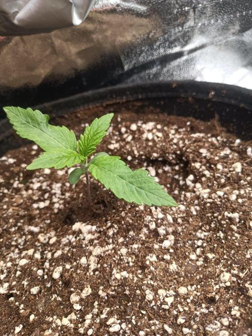 Chocolate Rainbow XXL. Week 2