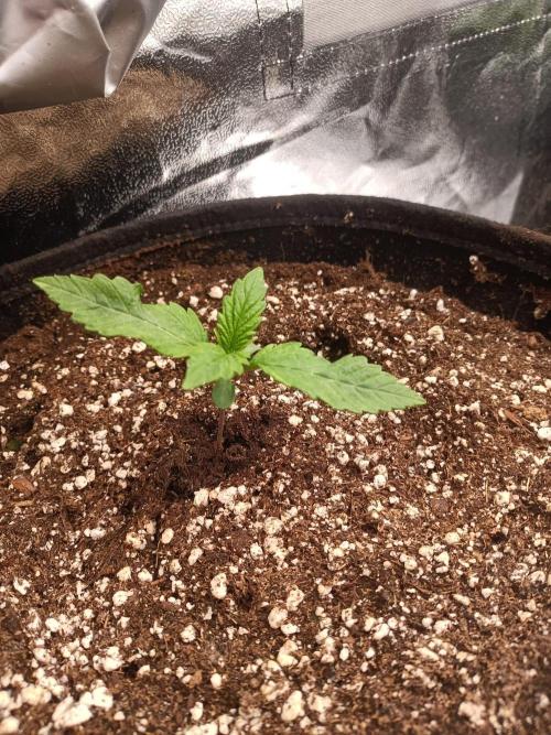 Chocolate Rainbow XXL. Week 2