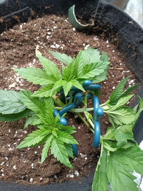 Blue Sunset Sherbert. Week 4