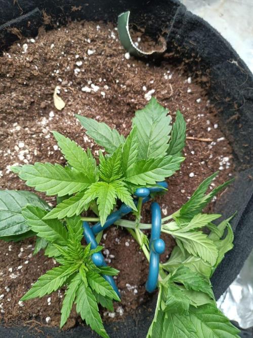 Blue Sunset Sherbert. Week 4