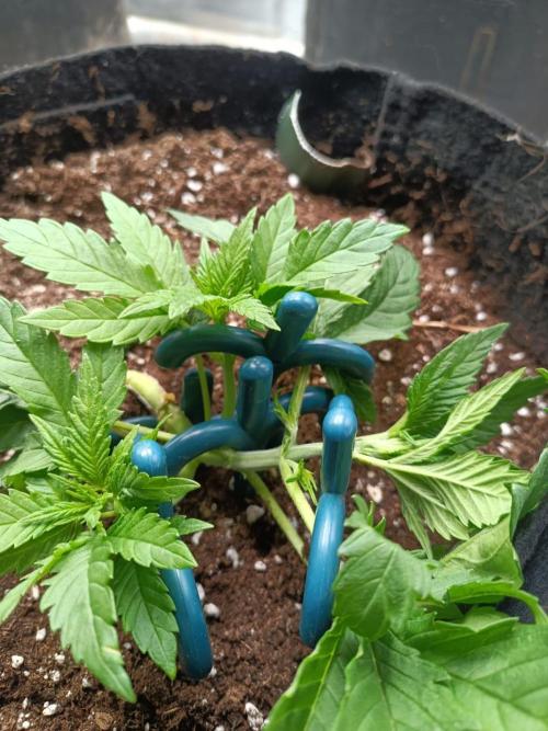 Blue Sunset Sherbert. Week 4