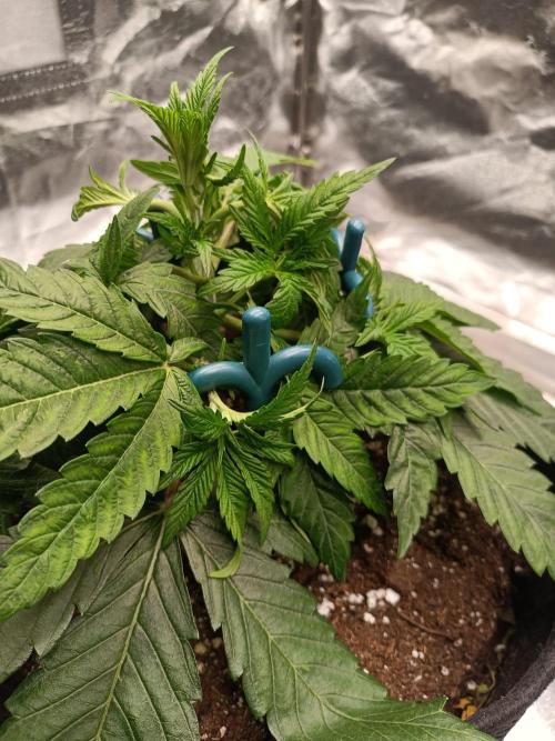 Blue Zushi. Week 5