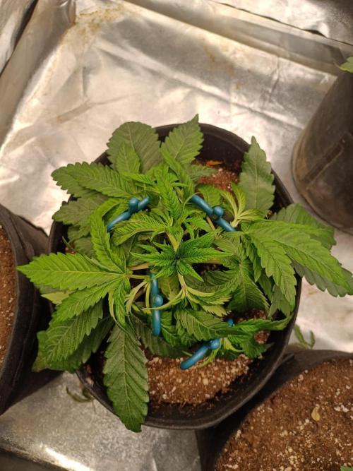 Blue Zushi. Week 5