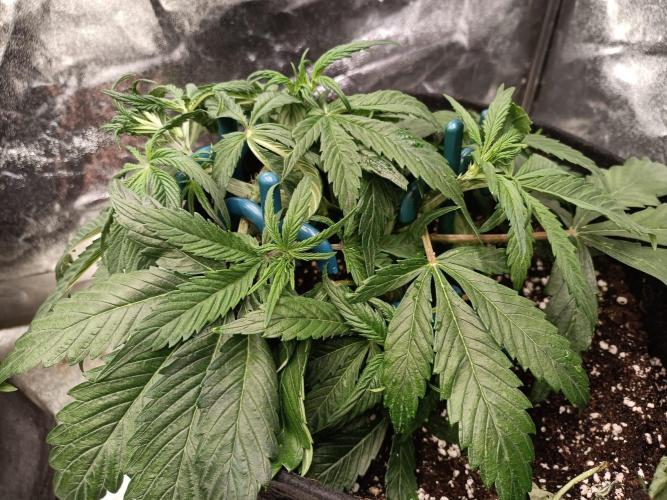 White Truffle. Week 5