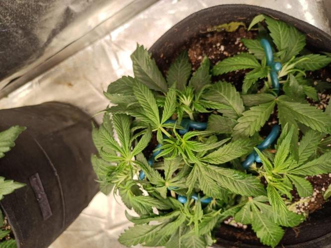 White Truffle. Week 5
