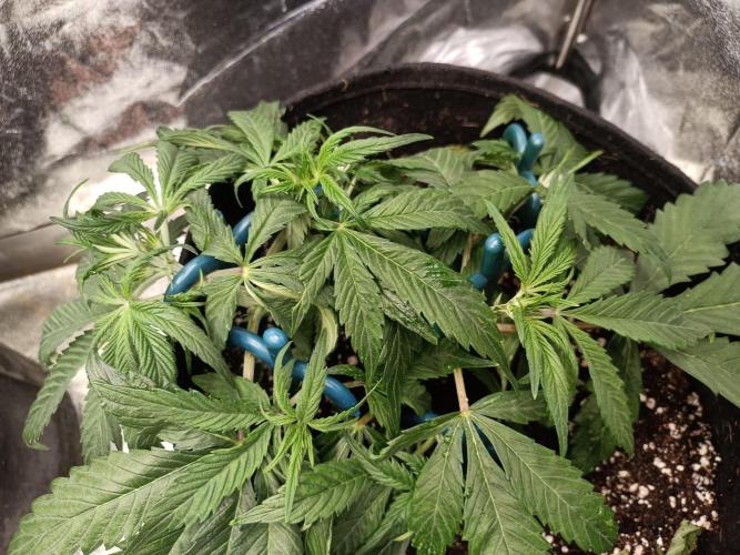 White Truffle. Week 5