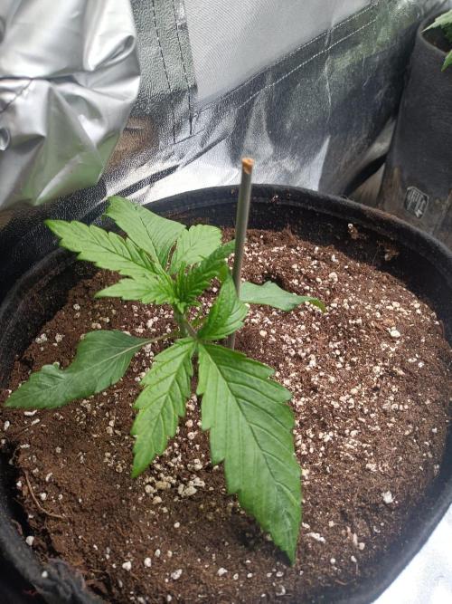 Chocolate Rainbow XXL. Week 3