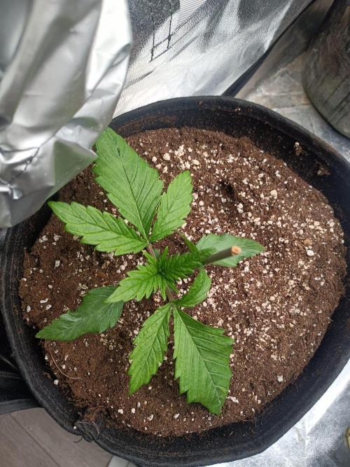 Chocolate Rainbow XXL. Week 3