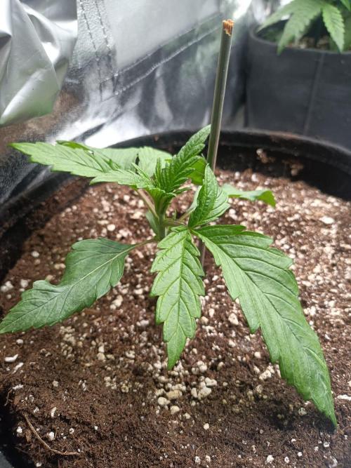 Chocolate Rainbow XXL. Week 3
