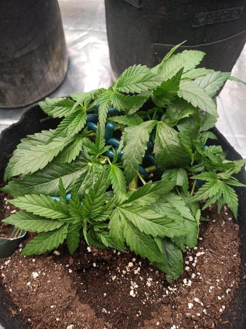 Blue Sunset Sherbert. Week 5