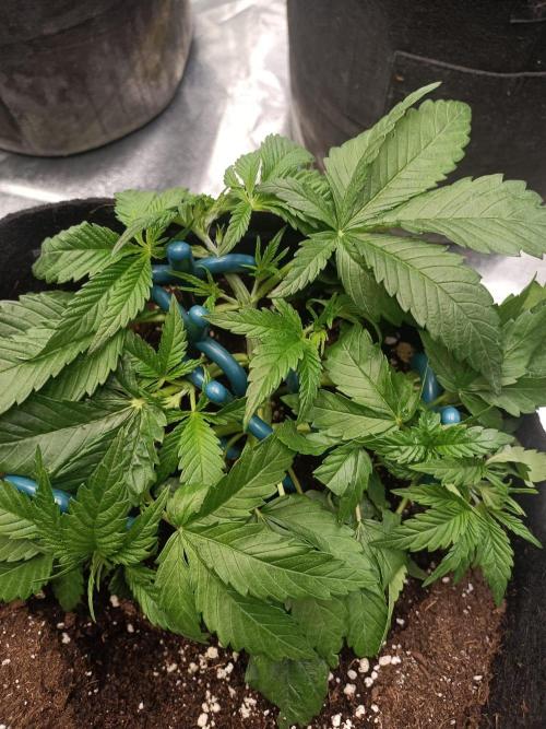 Blue Sunset Sherbert. Week 5