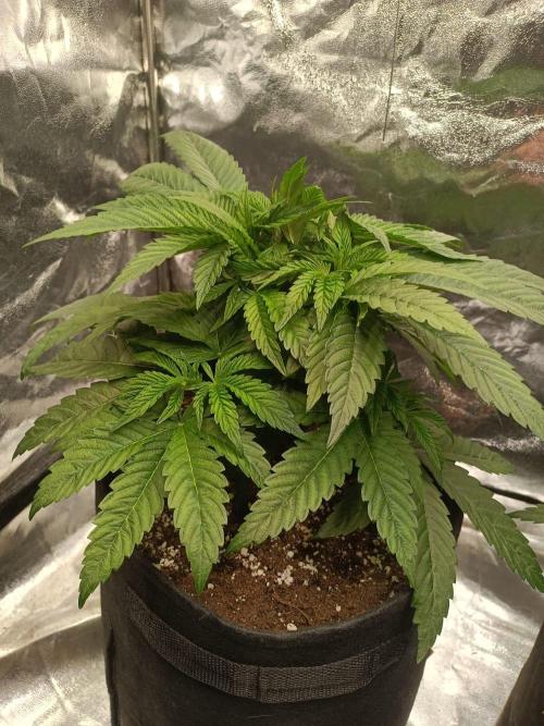 Blue Zushi. Week 6