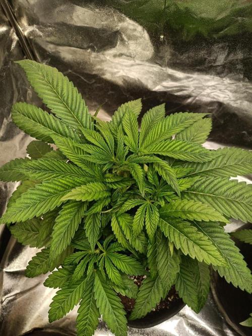 Blue Zushi. Week 6