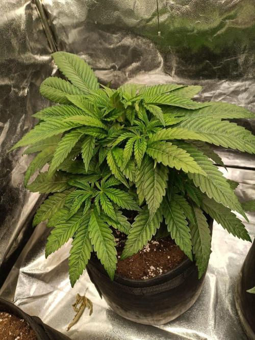 Blue Zushi. Week 6