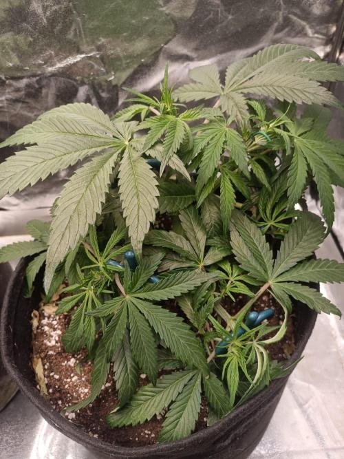 White Truffle. Week 6