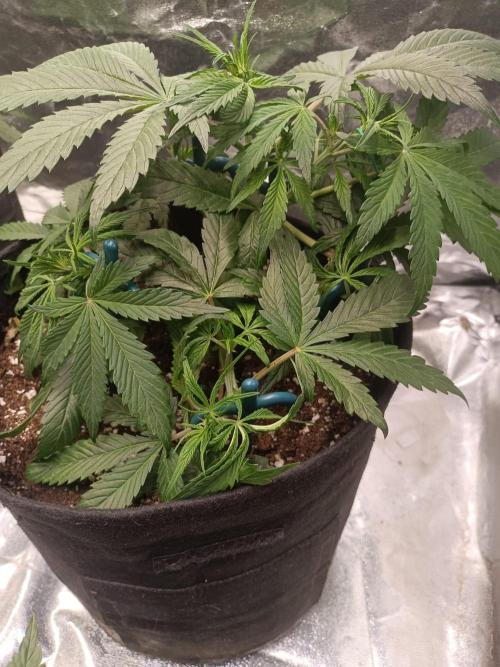 White Truffle. Week 6