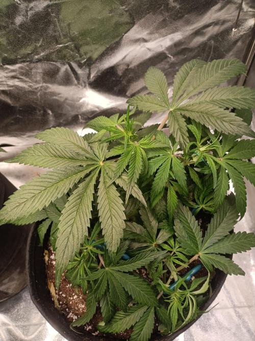 White Truffle. Week 6