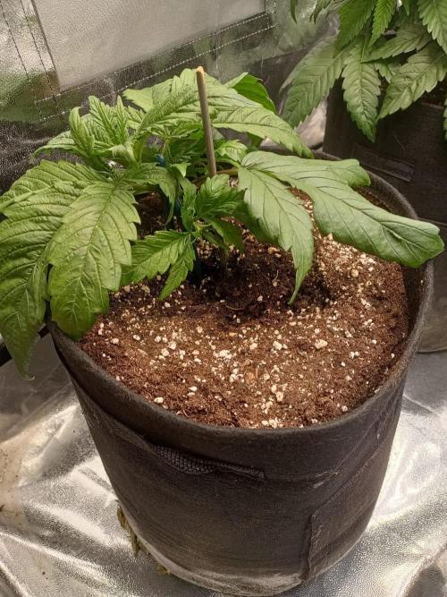 Chocolate Rainbow XXL. Week 4