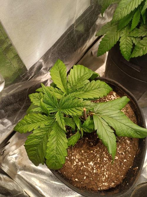 Chocolate Rainbow XXL. Week 4