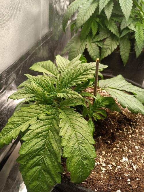 Chocolate Rainbow XXL. Week 4