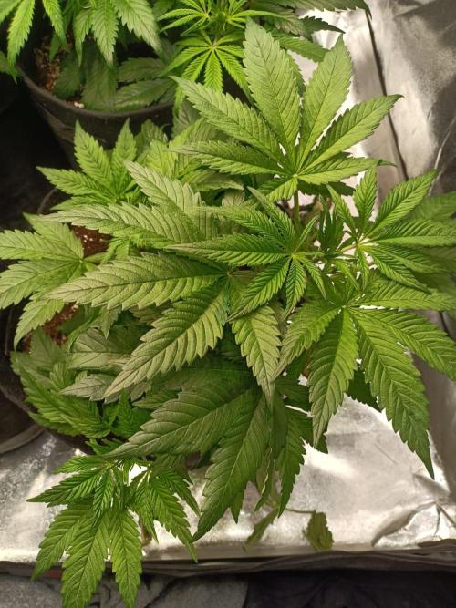 Blue Sunset Sherbert. Week 6