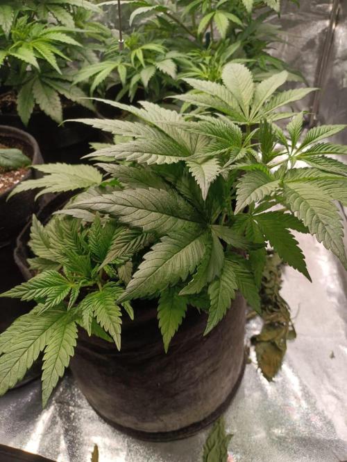 Blue Sunset Sherbert. Week 6