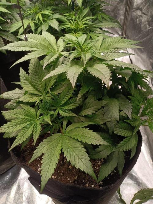 Blue Sunset Sherbert. Week 6