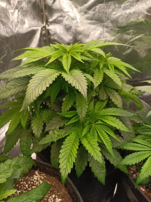 Blue Zushi. Week 7