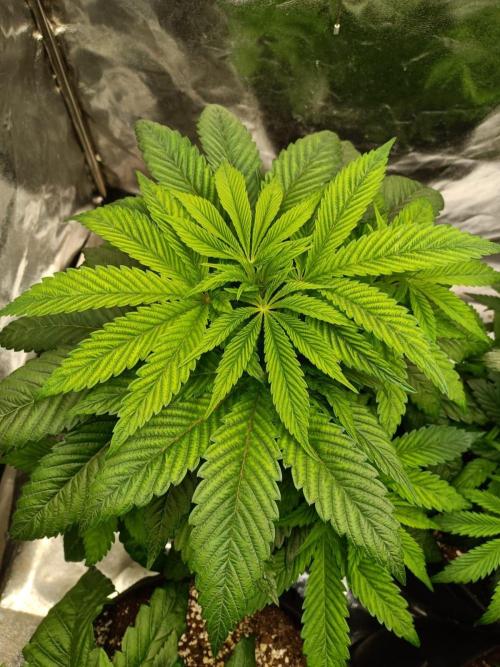 Blue Zushi. Week 7