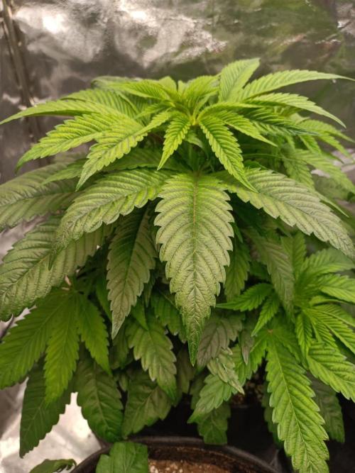 Blue Zushi. Week 7
