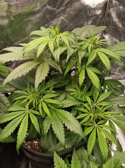 White Truffle. Week 7