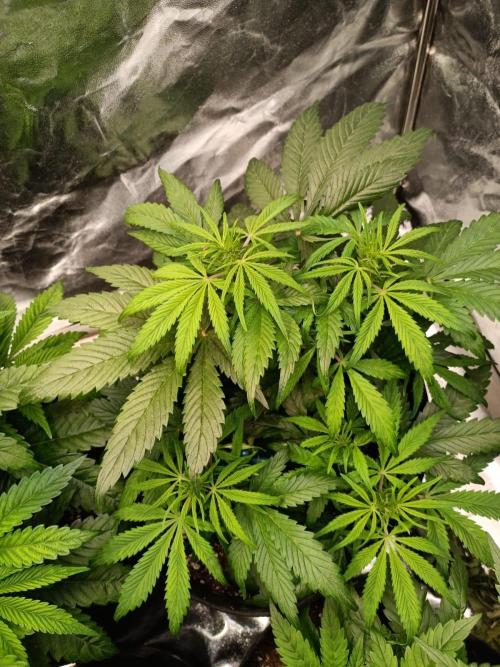 White Truffle. Week 7