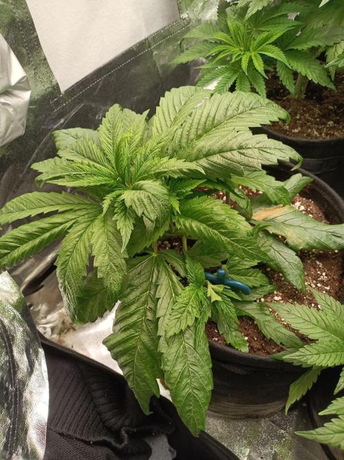 Chocolate Rainbow XXL. Week 5